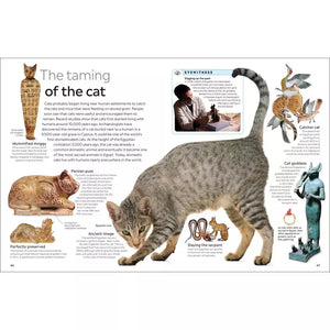 Eyewitness: Cat