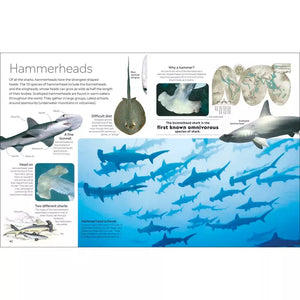 Eyewitness: Shark