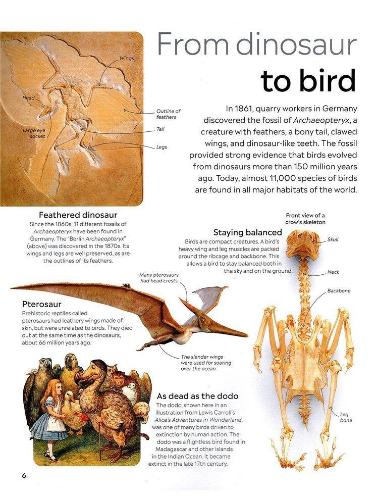 Eyewitness: Bird