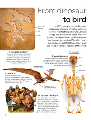 Eyewitness: Bird