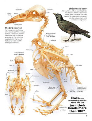 Eyewitness: Bird