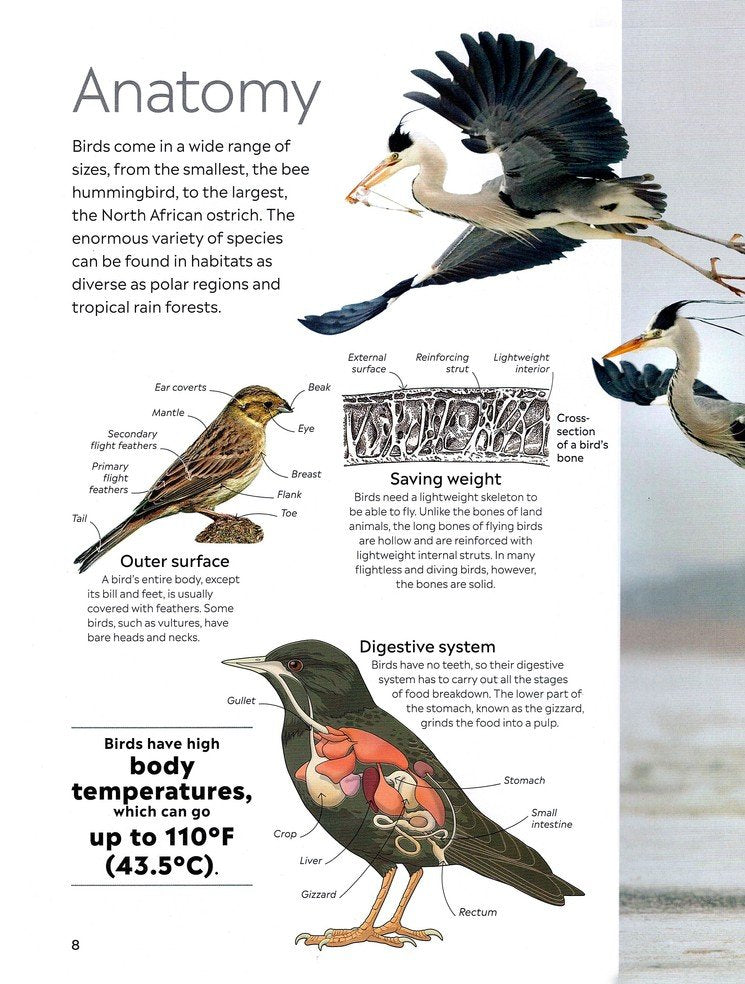 Eyewitness: Bird