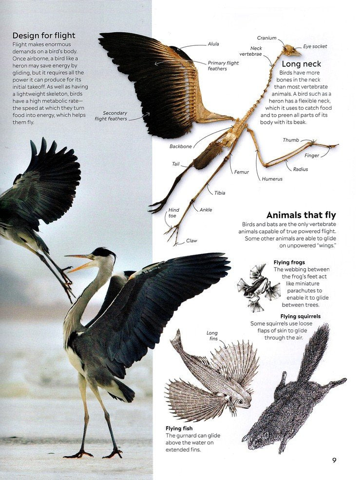 Eyewitness: Bird