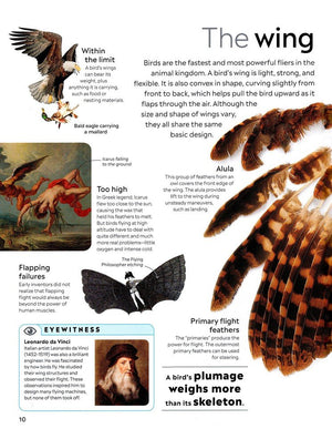 Eyewitness: Bird
