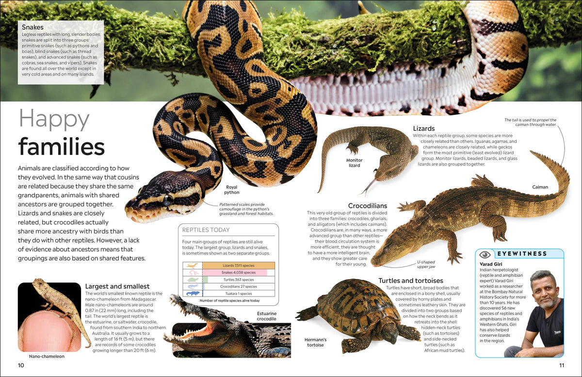 Eyewitness: Reptile
