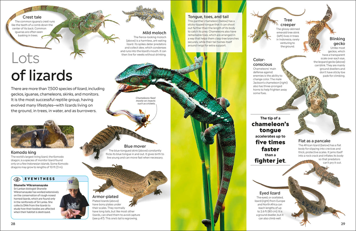 Eyewitness: Reptile