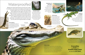 Eyewitness: Reptile