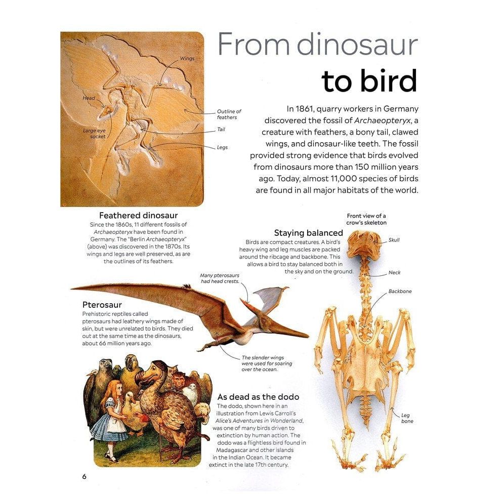 Eyewitness: Bird