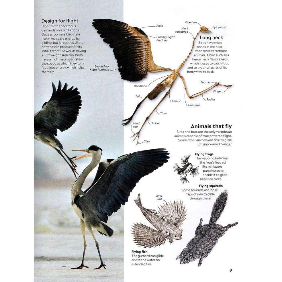 Eyewitness: Bird