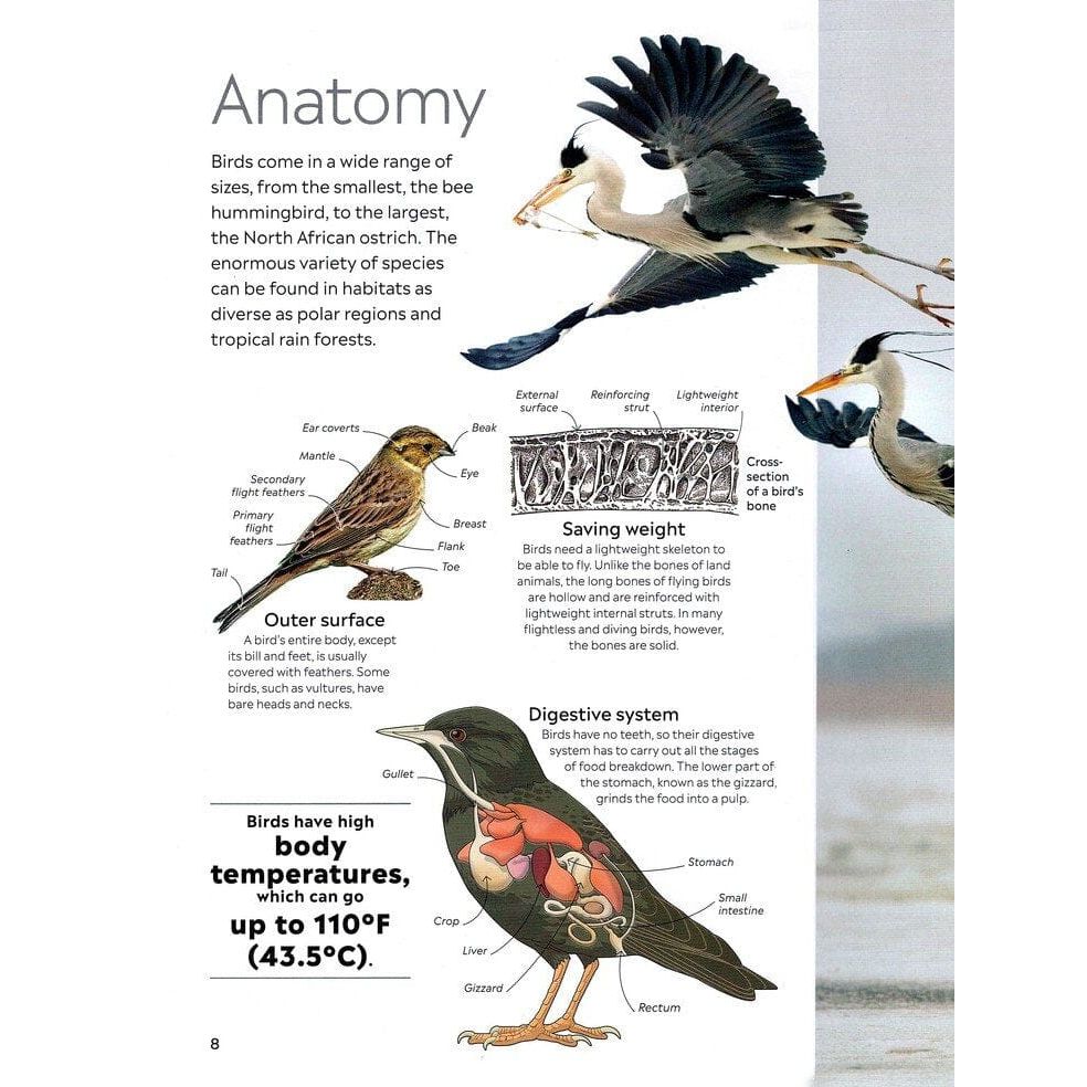Eyewitness: Bird