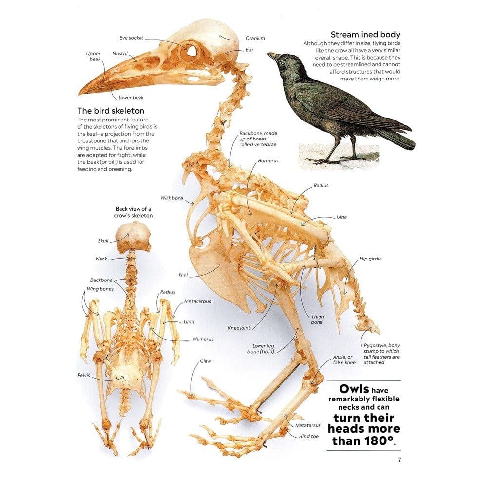 Eyewitness: Bird