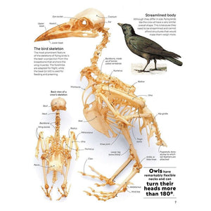 Eyewitness: Bird