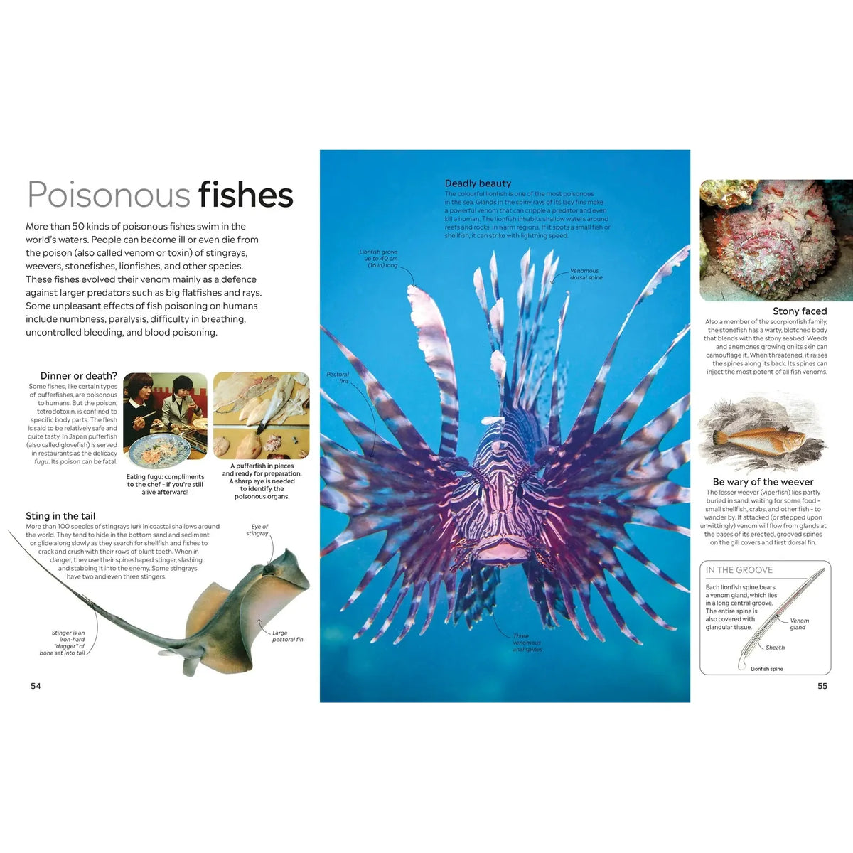 Eyewitness: Fish
