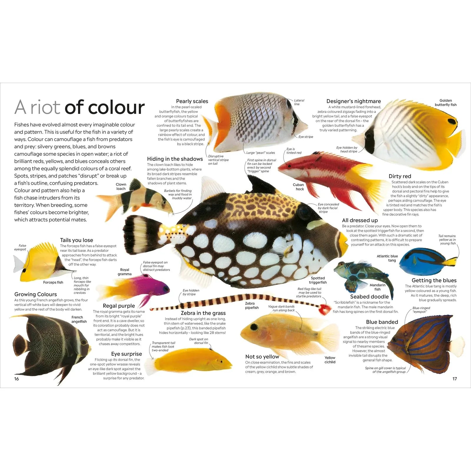 Eyewitness: Fish