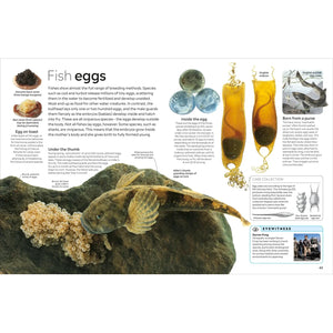 Eyewitness: Fish