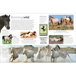Eyewitness: Horse