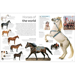 Eyewitness: Horse