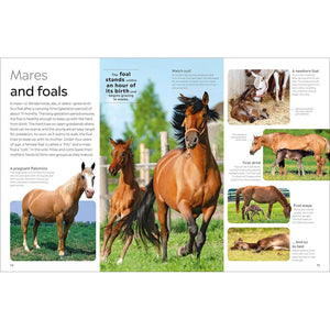Eyewitness: Horse