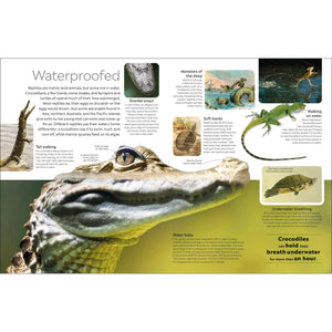Eyewitness: Reptile