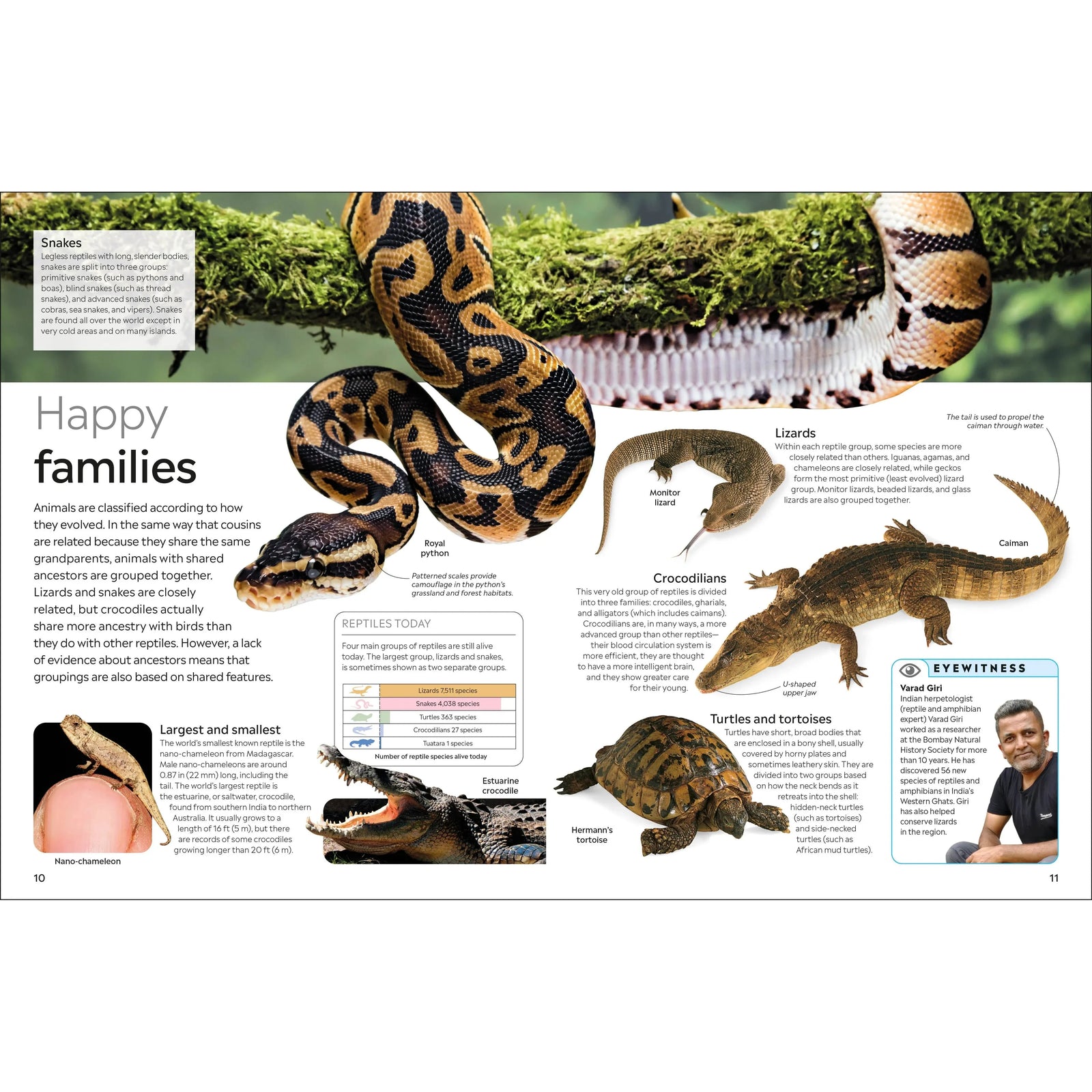 Eyewitness: Reptile