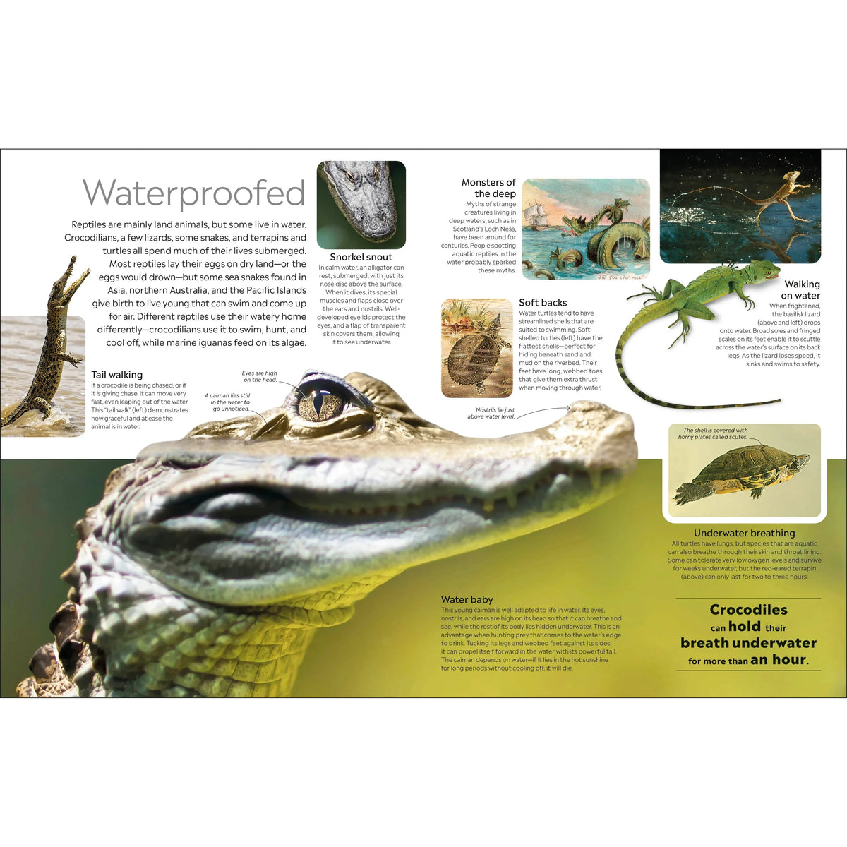 Eyewitness: Reptile