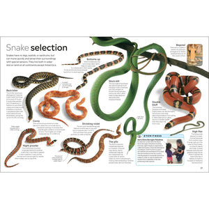 Eyewitness: Reptile
