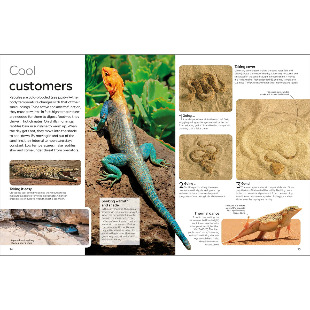 Eyewitness: Reptile
