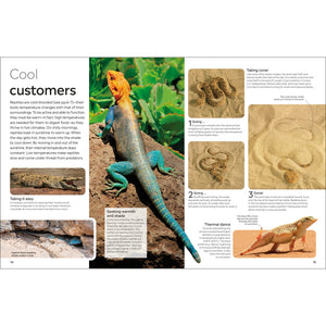 Eyewitness: Reptile