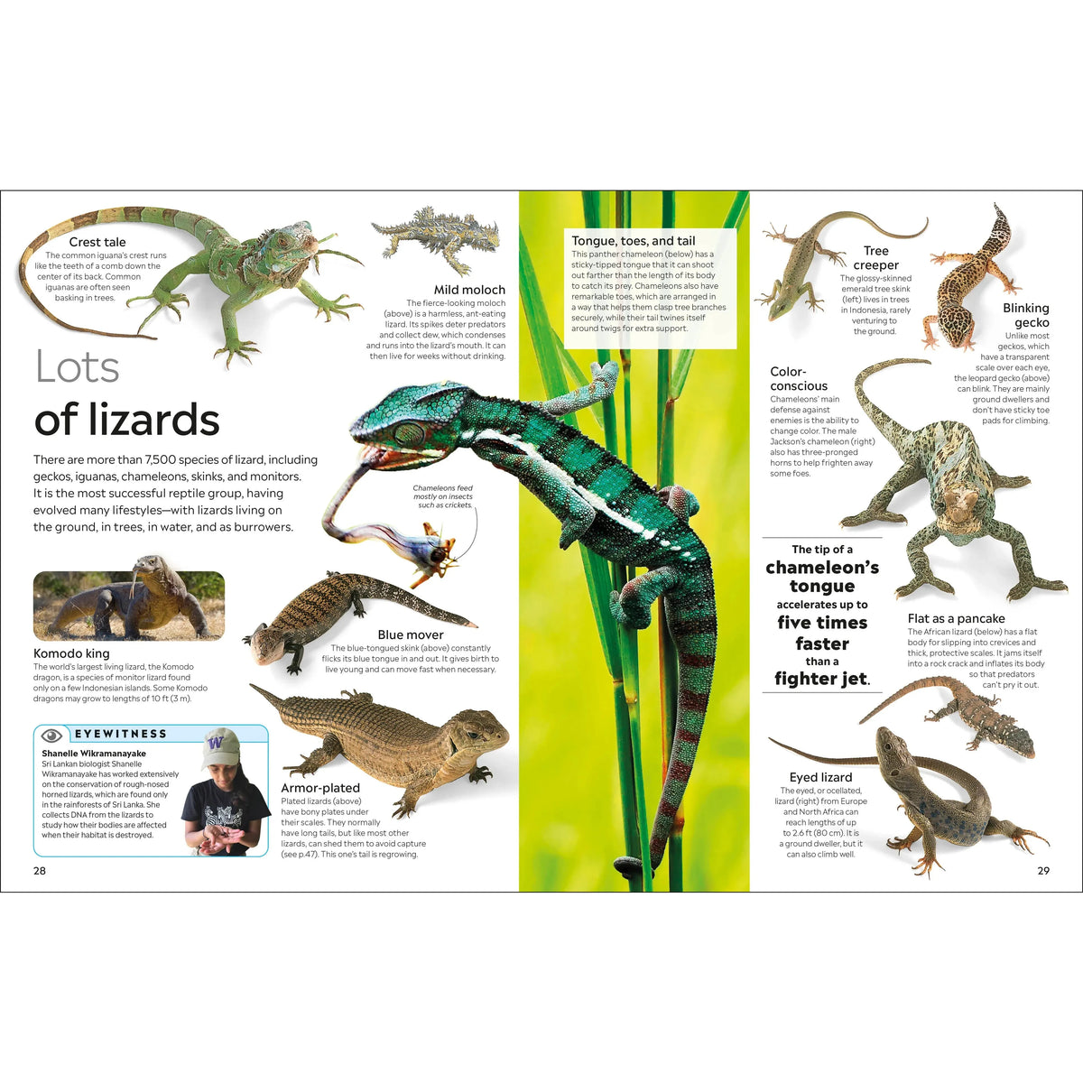 Eyewitness: Reptile