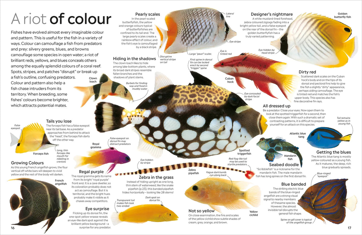 Eyewitness: Fish