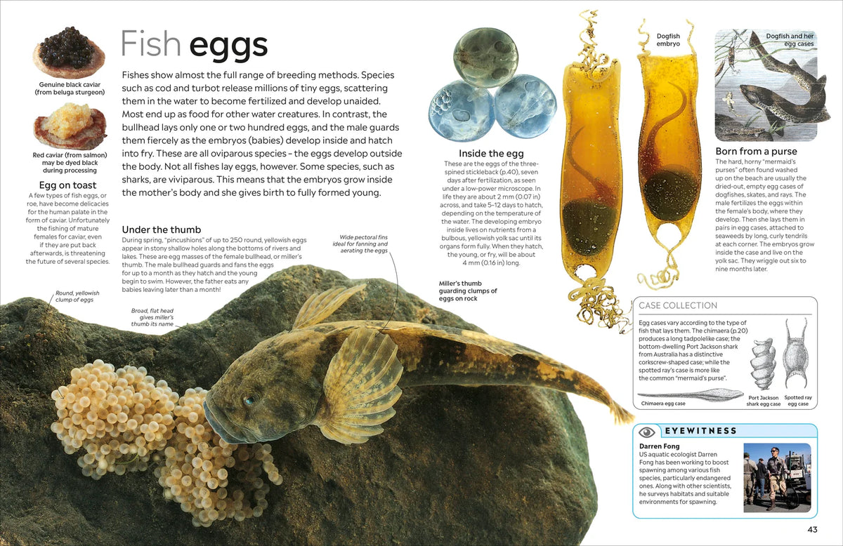 Eyewitness: Fish