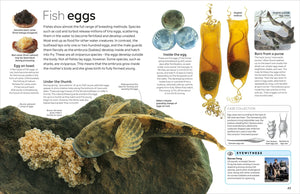 Eyewitness: Fish