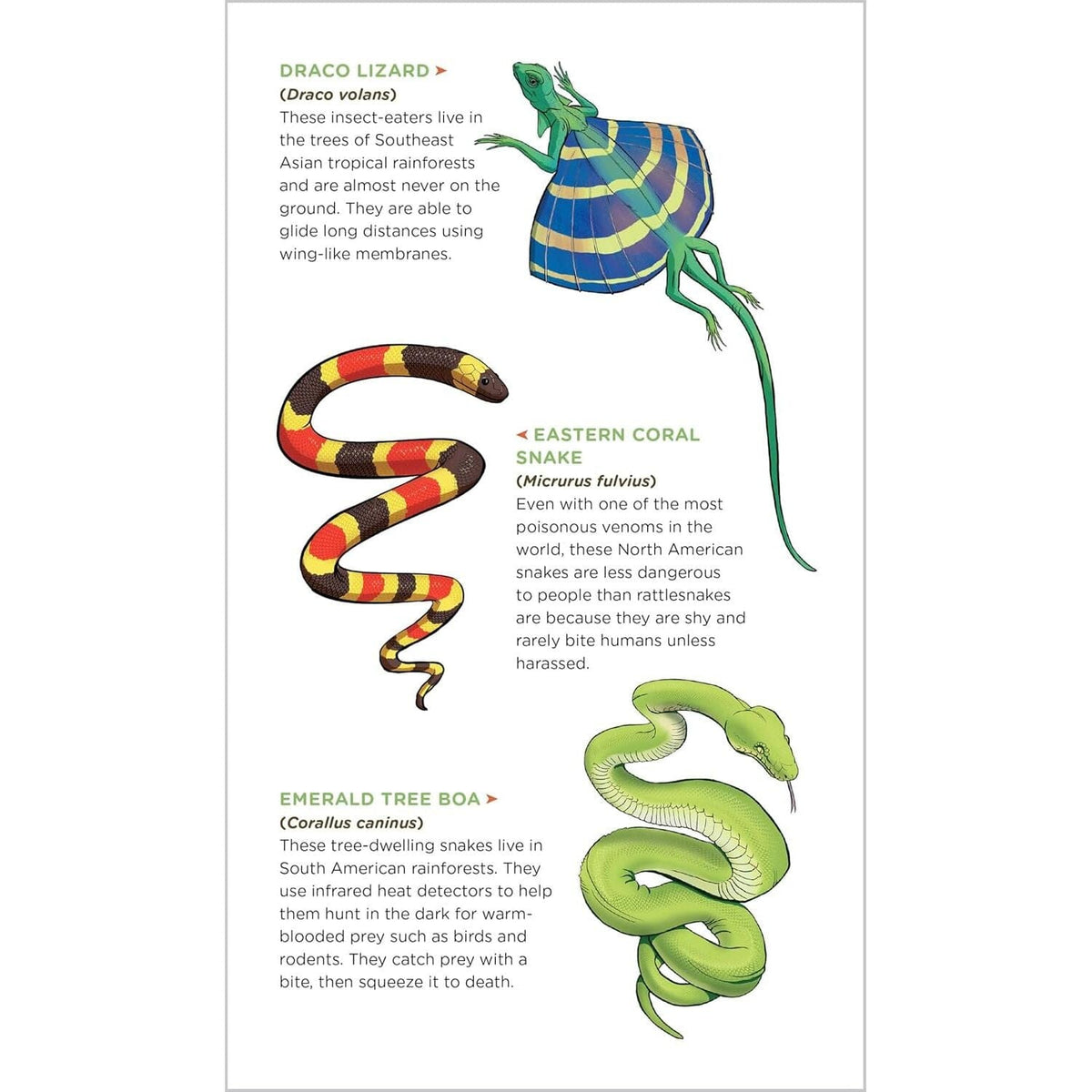 Slithering, Scaly Tattoo Snakes and Other Reptiles: 50 Temporary Tattoos That Teach