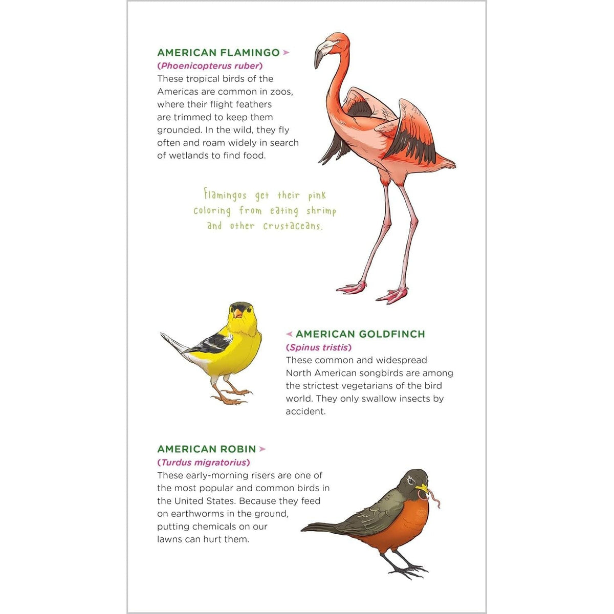 Soaring, Singing Tattoo Birds: 50 Temporary Tattoos That Teach