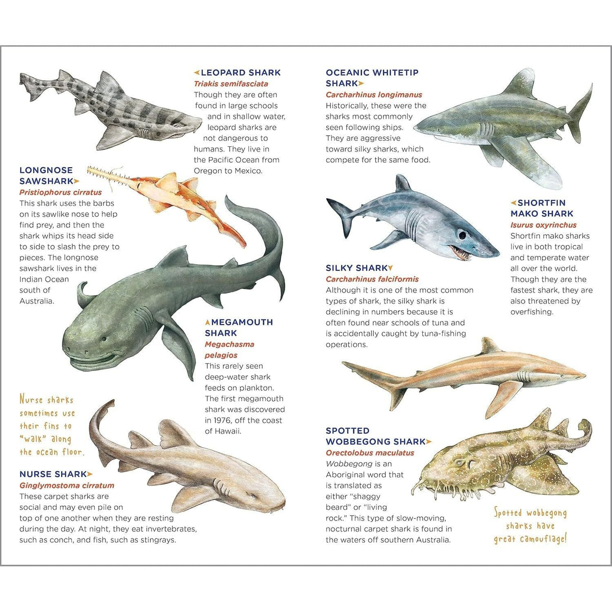 Super, Strong Tattoo Sharks: 50 Temporary Tattoos That Teach