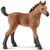 detailed quarter horse foal, standing