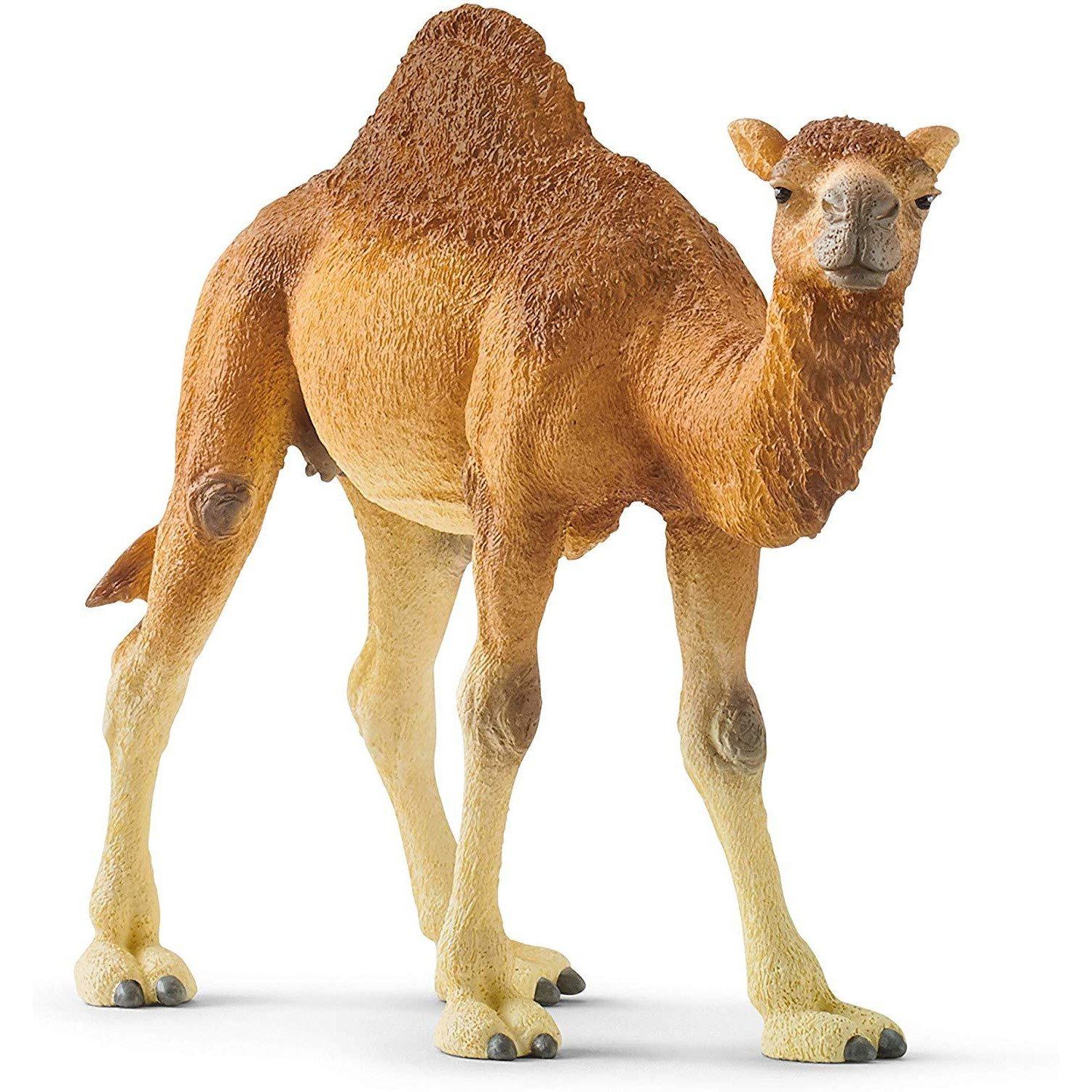 detailed dromedary figure